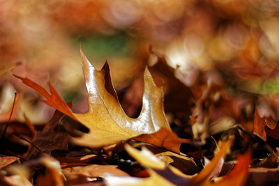 Close-up of dry maple leaves