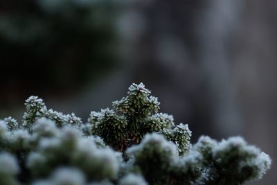 Close-up of snow on plant against blurred background