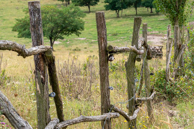 View of tree trunks in field