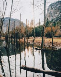 Reflection of trees in water