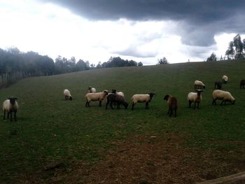 Cows grazing on field against sky