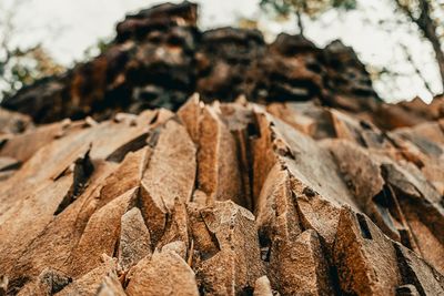 Close-up of dried leaves on rock