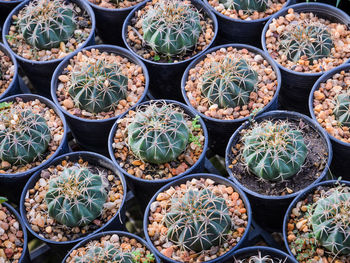 Full frame shot of potted plants