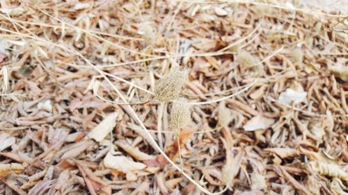 High angle view of dry plant on field