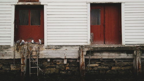 Seagulls perching on old window