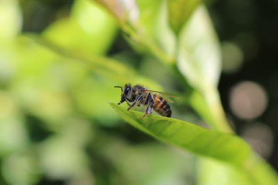 Close-up of bee on leaf