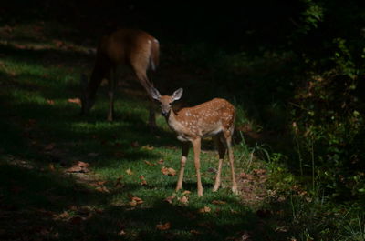 Deer standing in a field