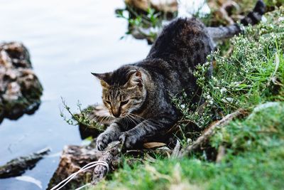 Cat sitting on a land