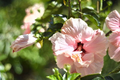 Close-up of pink flowering plant