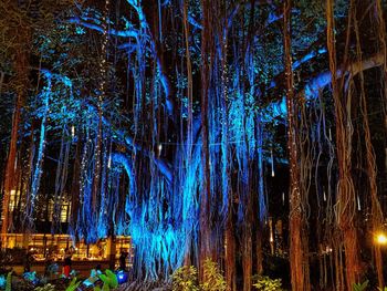 Trees in forest at night