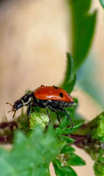Close-up of ladybug on plant