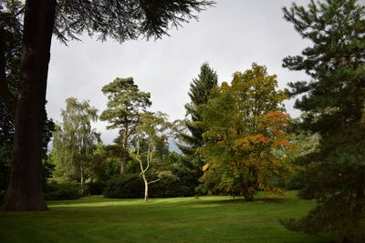 Trees on grassy field in park