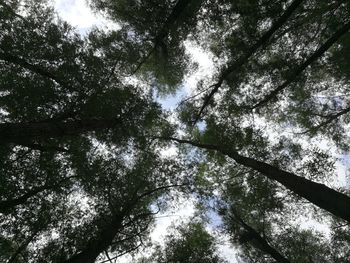 Low angle view of trees in forest against sky