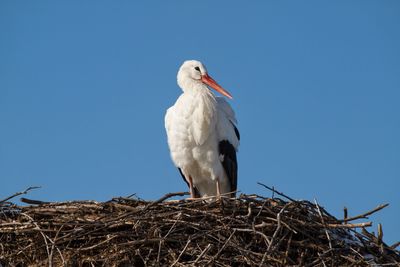 Low angle view of bird perching on nest against clear blue sky