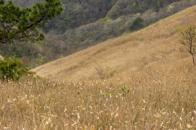 Scenic view of agricultural field