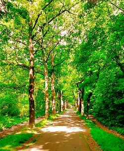 Pathway along trees in the forest