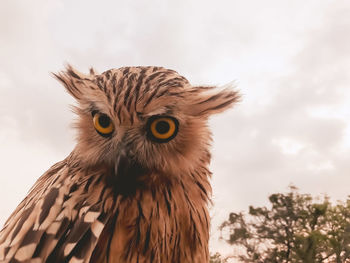 Close-up portrait of owl against sky