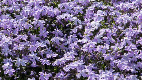 Full frame shot of purple flowers blooming outdoors