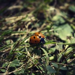 Close-up of ladybug