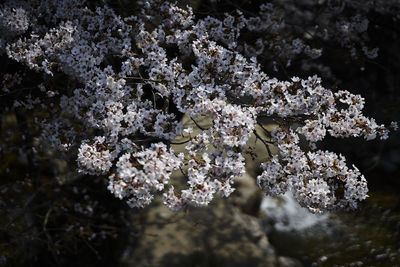 Close-up of cherry blossom tree during winter