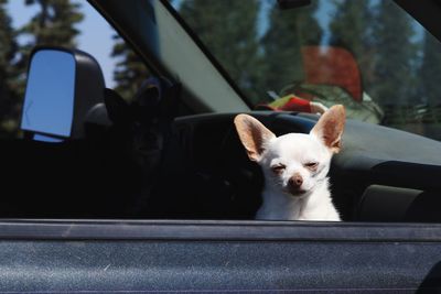 Portrait of a cat seen through car window