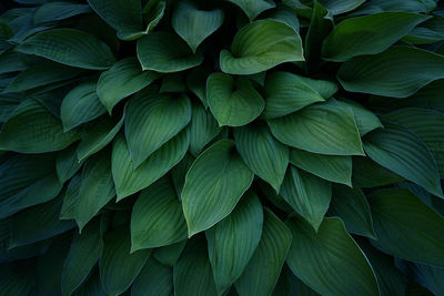Full frame shot of green leaves