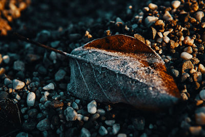 Close-up of pebbles in autumn