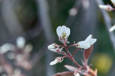 Close-up of white cherry blossom plant