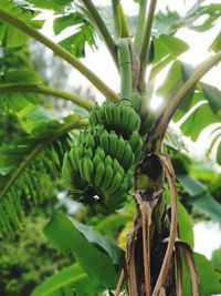 Close-up of banana tree