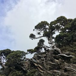 Low angle view of trees against sky