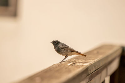 Close-up of bird perching on wood