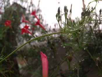 Close-up of red flowers