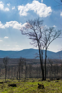 Bare tree on field against sky