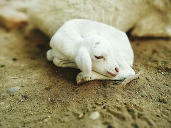 Close-up of kid goat lying on land