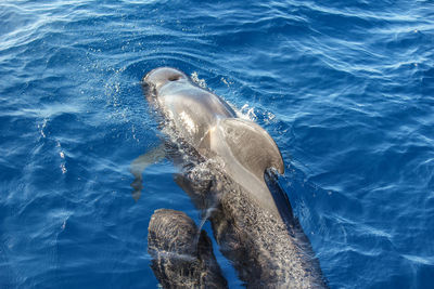 High angle view of whale swimming in sea