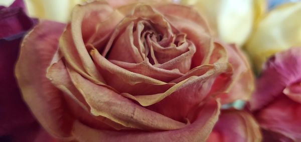 Close-up of rose bouquet