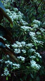 Close-up of fresh green tree in forest