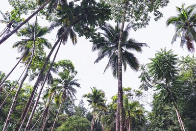 Low angle view of coconut palm trees against sky