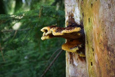 Close-up of lizard on tree trunk