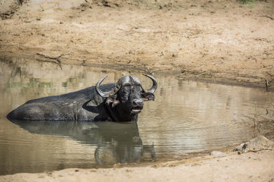 View of horse drinking water