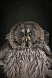 Close-up portrait of owl