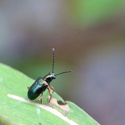 Close-up of insect