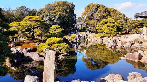 Reflection of trees in water