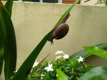 Close-up of snail on plant