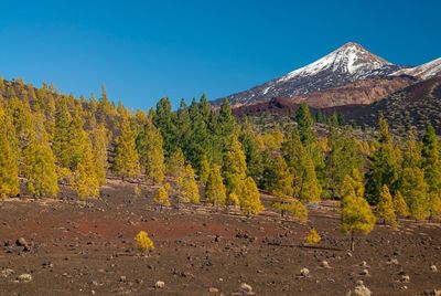 Scenic view of trees and mountains against blue sky