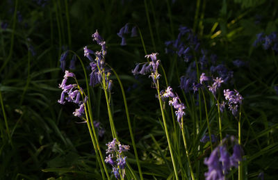 Close-up of purple flowering plants on field