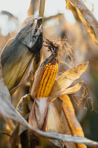 Close-up of corn on plant