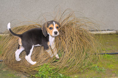 pet