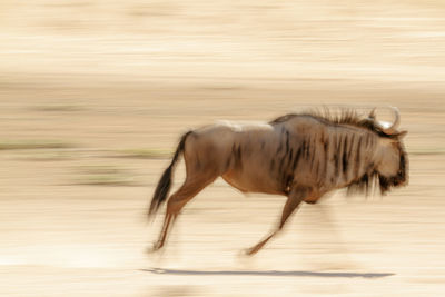 Horse standing on road