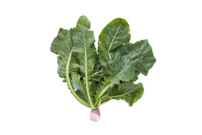 Close-up of green leaves against white background